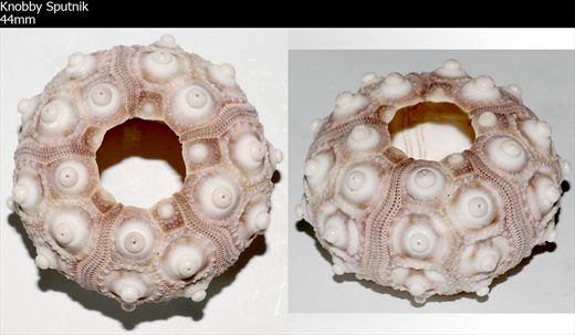 Echinoidea (Knobby Sputnik)