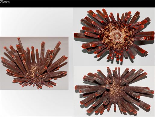 Echinoidea (Ourico com pontas)