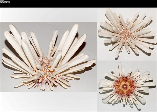 Echinoidea (Ourico com pontas)