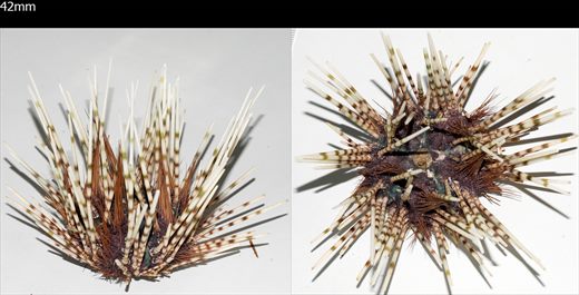 Echinoidea (Ourico com pontas)