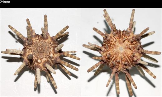 Echinoidea (Ourico com pontas)