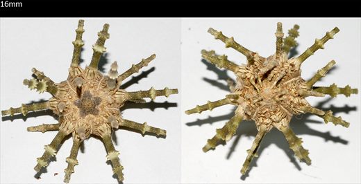 Echinoidea (Ourico com pontas)