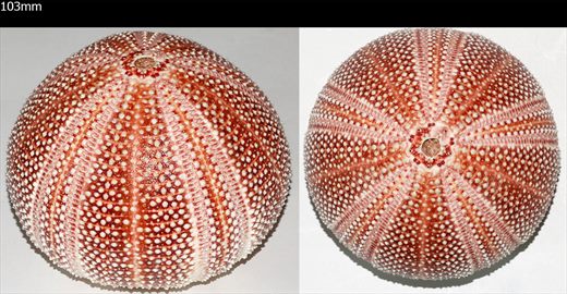 Echinoidea (Ourico (sem pontas) 03)