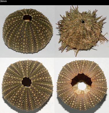 Echinoidea (Ourico sem pontas)