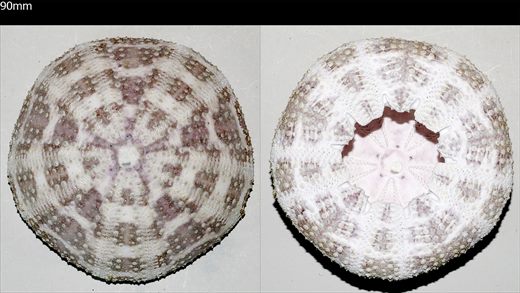 Echinoidea (Ourico sem pontas)