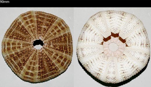 Echinoidea (Ourico sem pontas)