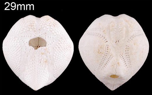 Echinocardium cordatum (Batata do mar) 29mm