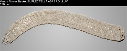 Venus Flower Basket EUPLECTELLA ASPERGILLUM 270mm