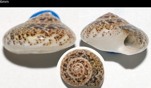 6mm