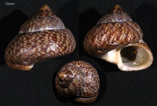 15mm