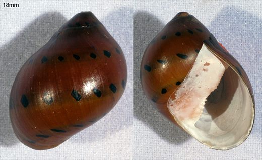 18mm