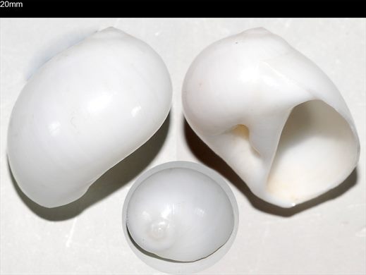 20mm