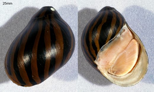 25mm