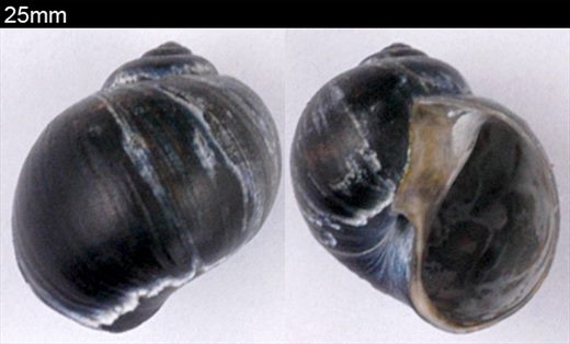 25mm