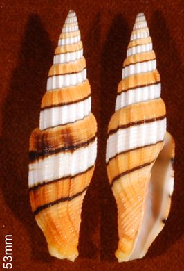 53mm