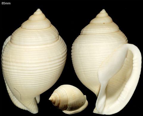 85mm