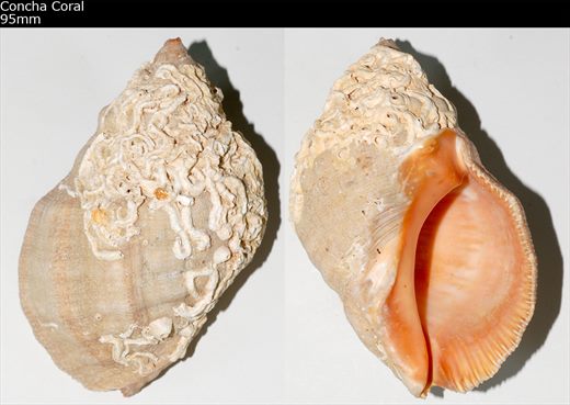 Concha Coral 95mm