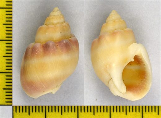 Buzio