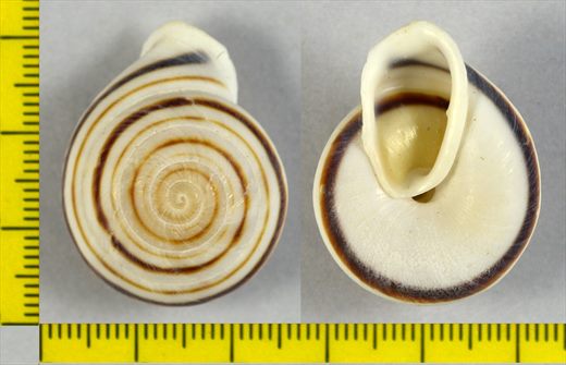 Caracol