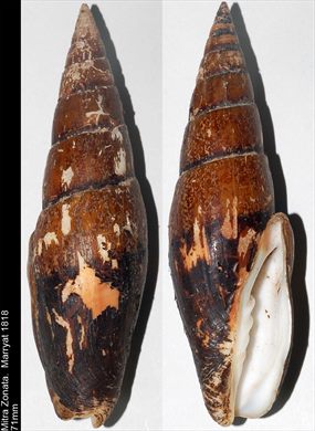 Mitra Zonata 71mm