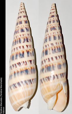Terebra Maculata (Terebra Manchada) 166mm