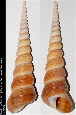 Turritela Terebra (Concha parafuso comun) 127mm