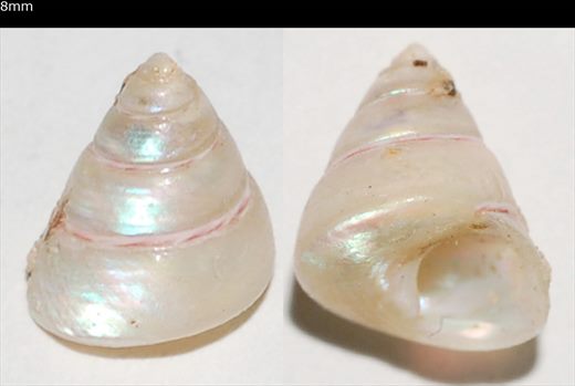 8mm