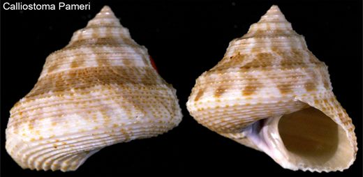 Calliostoma Pameri