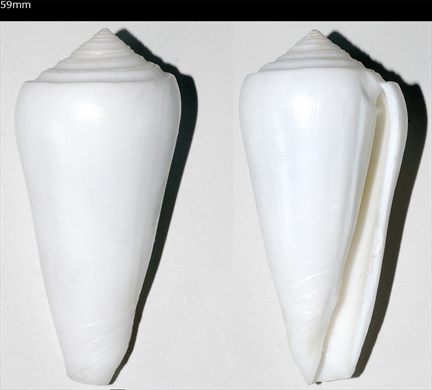Conus 59mm