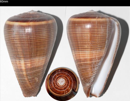 Conus 60mm