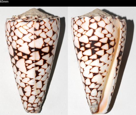 Conus 65mm