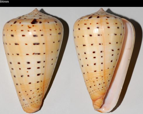 Conus 84mm
