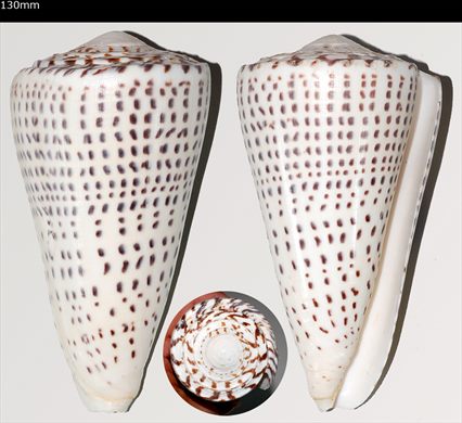 Conus 130mm