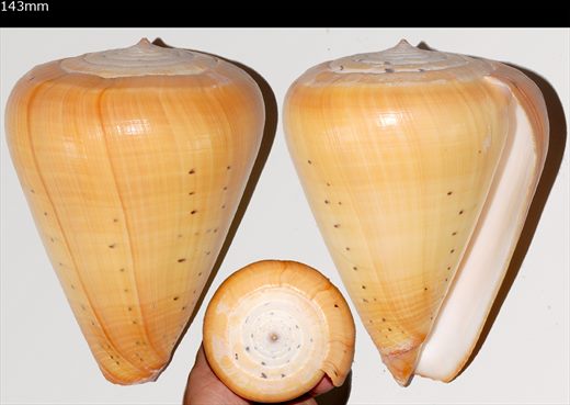 Conus 143mm