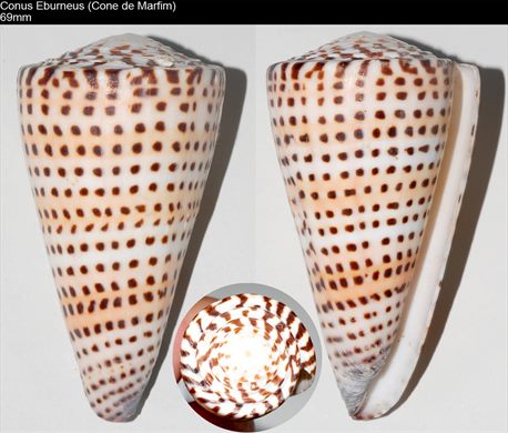 Conus Eburneus (Cone de Marfim) 69mm