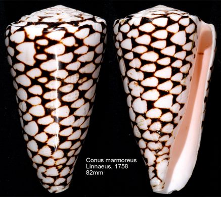 Conus marmoreus 82mm