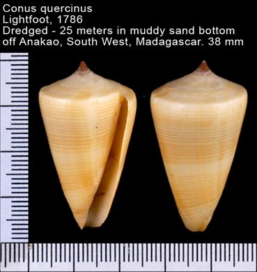 Conus quercinus - 38mm