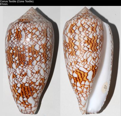 Conus Textile (Cone Textile) 81mm