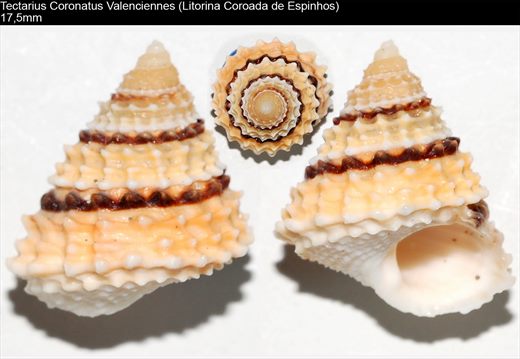 Tectarius Coronatus Valenciennes (Litorina Coroada de Espinhos) 17,5mm