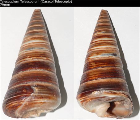 Telescopium Telescopium (Caracol Telescopio) 79mm