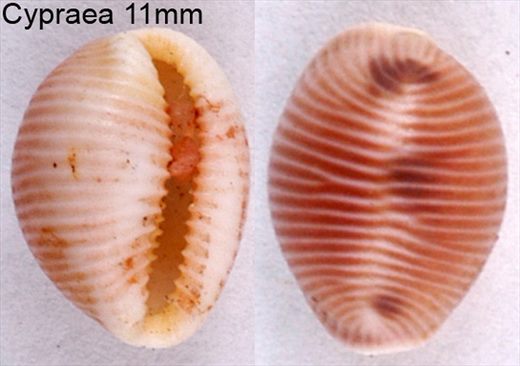 Cypraea 11mm