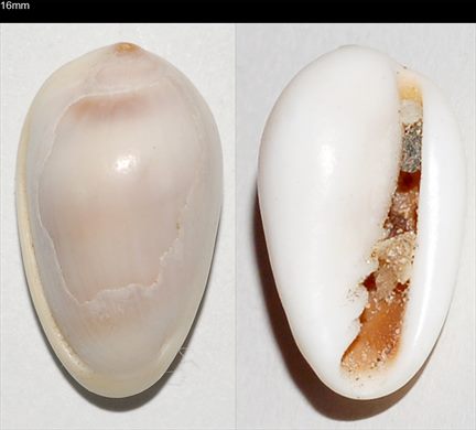 Cypraea 16mm