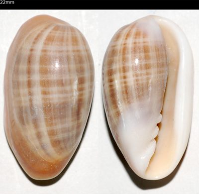 Cypraea 22mm