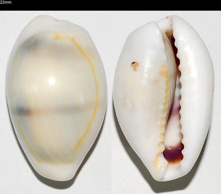 Cypraea 22mm