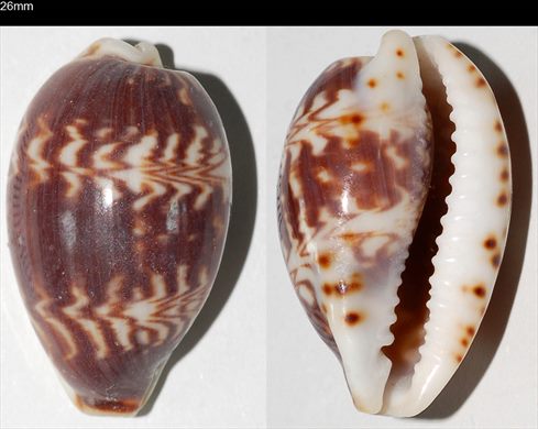 Cypraea 26mm