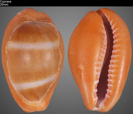 Cypraea 29mm