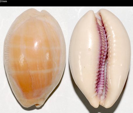 Cypraea 31mm