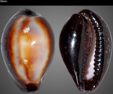 Cypraea 38mm