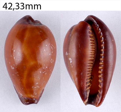 Cypraea 42,33mm