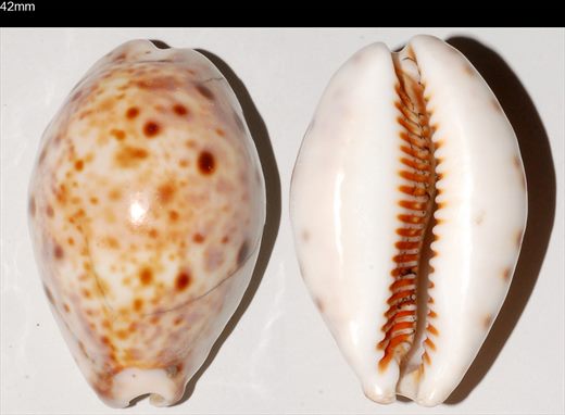 Cypraea 42mm